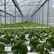 hydroponic indoor grow systems