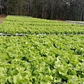 hydroponic indoor grow systems
