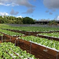 hydroponic indoor grow systems