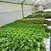 hydroponic indoor grow systems