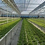 hydroponic indoor grow systems