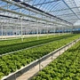 hydroponic indoor grow systems