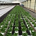 hydroponic indoor grow systems